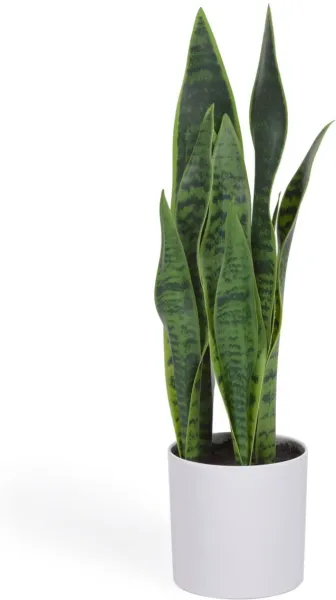 Sansevieria, Kunstpflanze, weiss, H55x18x19 cm