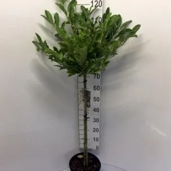Sternmagnolie